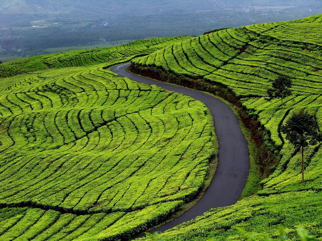 Perkebunan Teh Kayu Aro